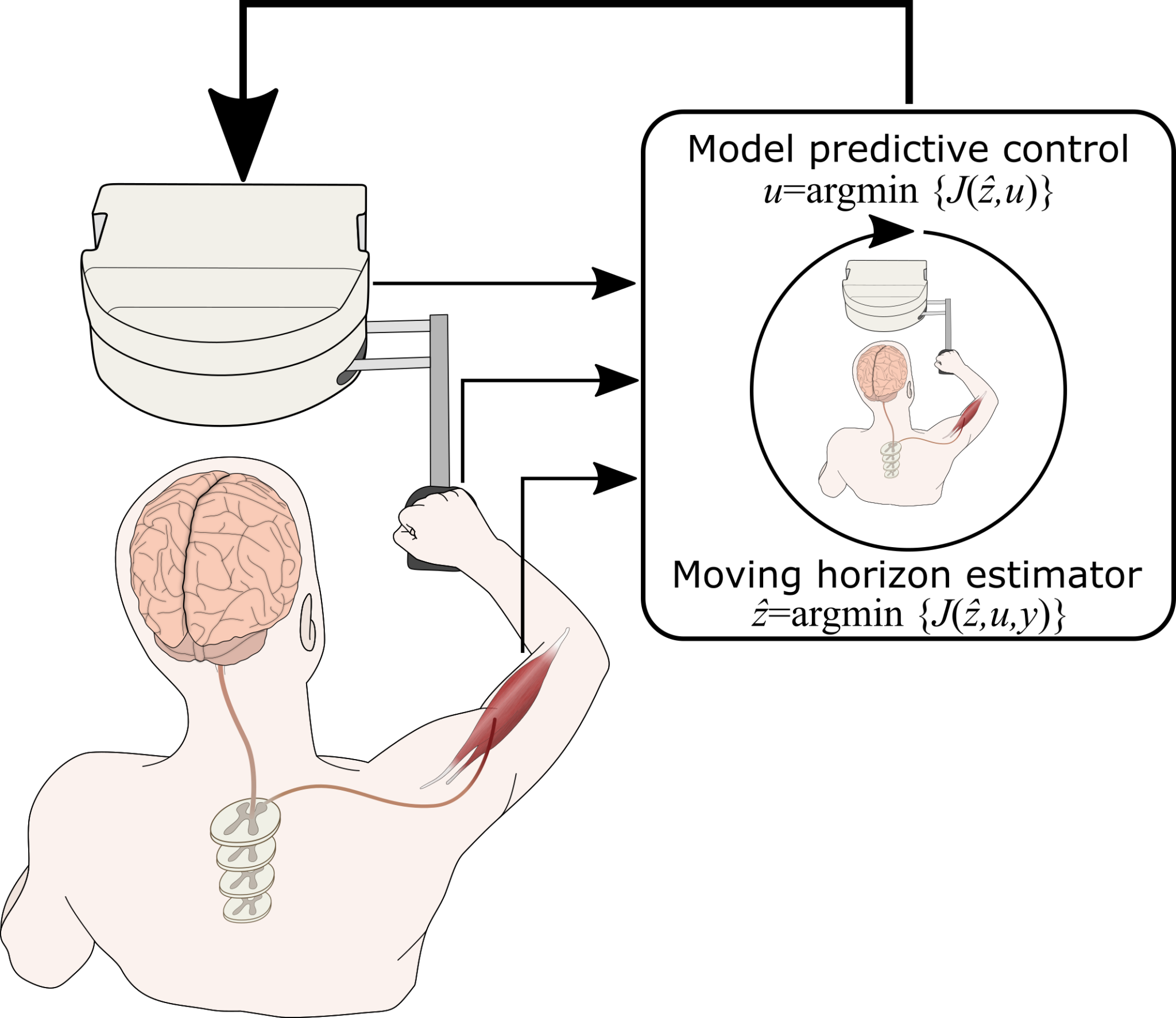 Raz Lab – Welcome to Dr. Razavian's research website